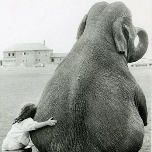 elephant&girl SQ