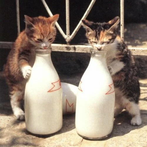 cats with Milk SQ