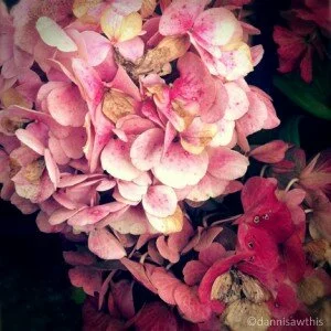 pink hydrangeas PIC