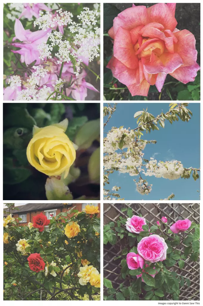 Flower-pics